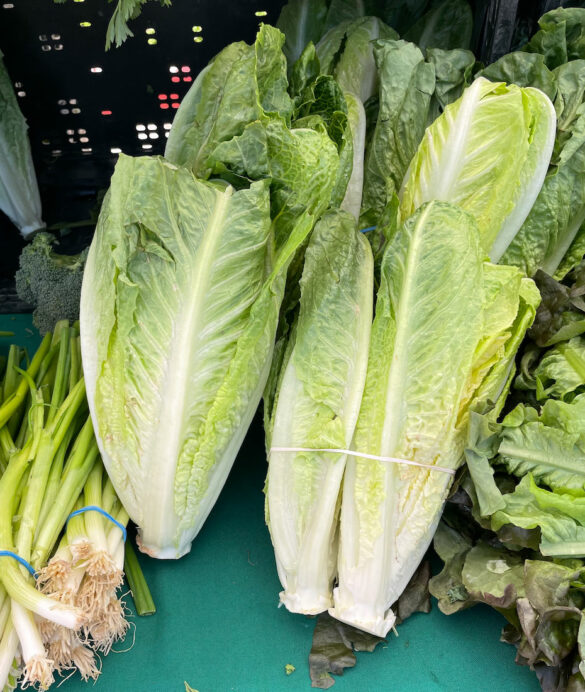 lettuce_romaine-finca_bonita lettuce_romaine-finca_bonita