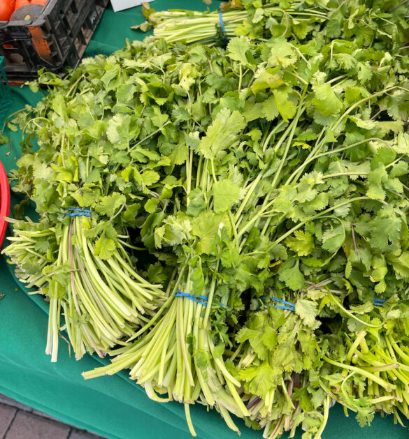 cilantro-finca_bonita-2 cilantro-finca_bonita-2