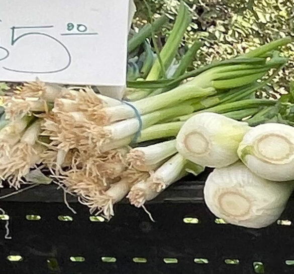 green_onions_finca_bonita green_onions_finca_bonita