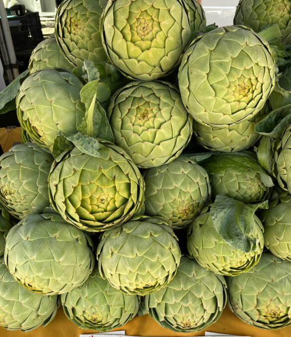 artichoke_grande-suncoast_farms artichoke_grande-suncoast_farms