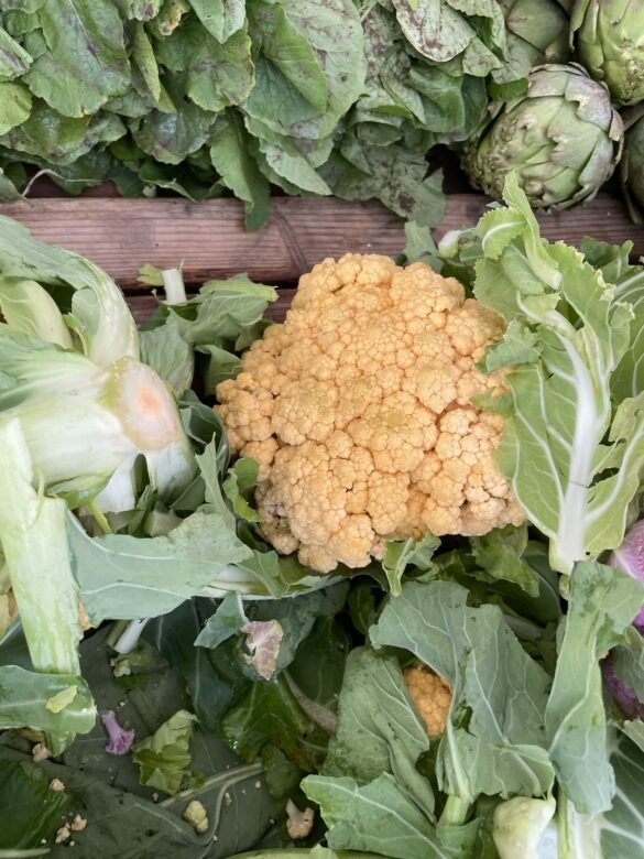 orange_cauliflower-underwood_family_farm orange_cauliflower-underwood_family_farm