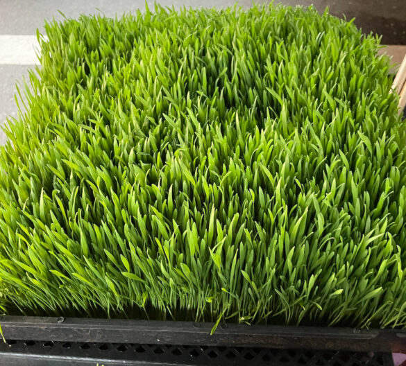 wheat_grass_flat-bolanos_family_sprouts wheat_grass_flat-bolanos_family_sprouts