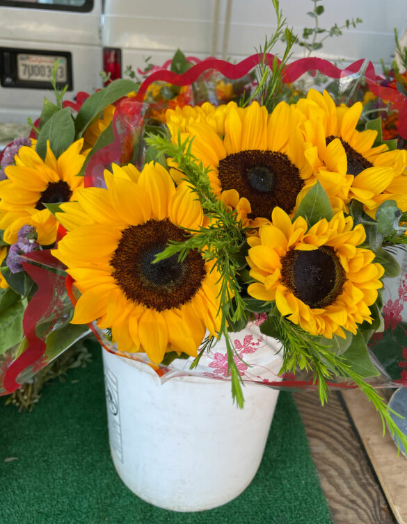 sunflower-venegas_growers-2 sunflower-venegas_growers-2