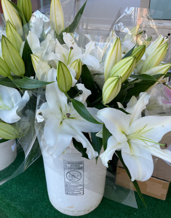 white_lily-venegas_growers white_lily-venegas_growers