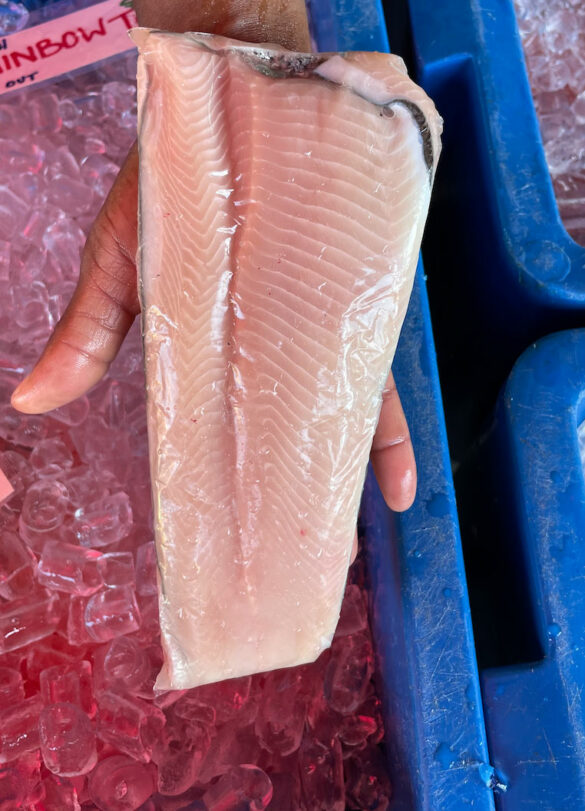 rainbow_trout-dry_dock_fish-2 rainbow_trout-dry_dock_fish-2