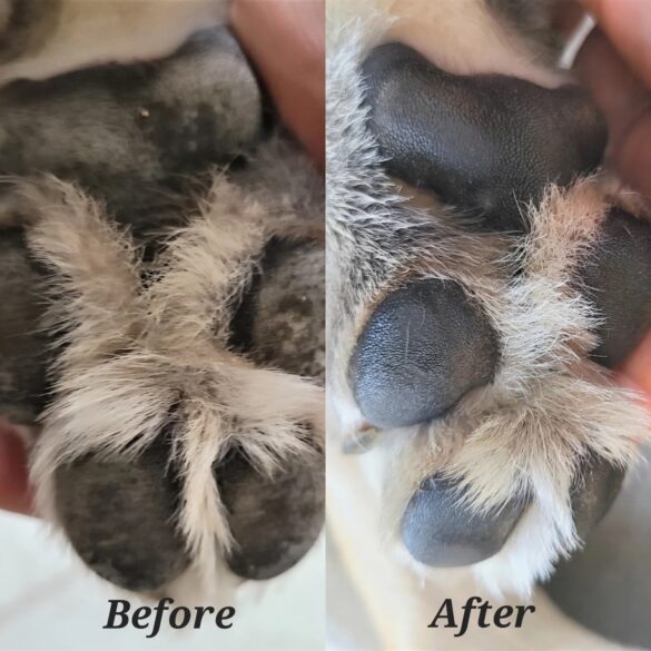 paw_and_nose_balm_3-blue_jewel paw_and_nose_balm_3-blue_jewel